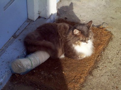 Bandage 04.jpg