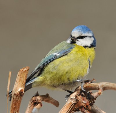 Bluetit 82.jpg