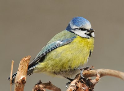 Bluetit 85.jpg