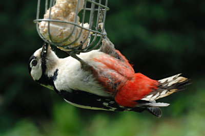 GreatSpottedWoodpecker_ 10.jpg