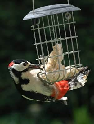 GreatSpottedWoodpecker_ 04a.jpg