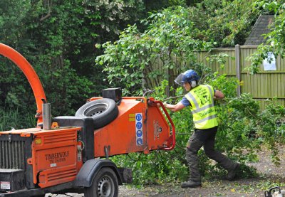 TreeSurgery280612_ 07.jpg