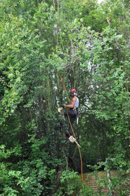 TreeSurgery280612_ 10.jpg