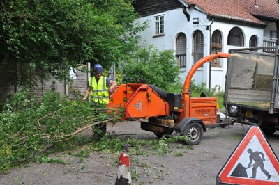 TreeSurgery280612_ 12.jpg
