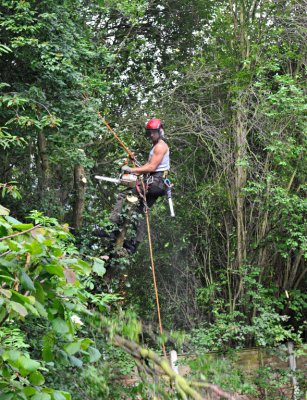 TreeSurgery280612_ 13.jpg