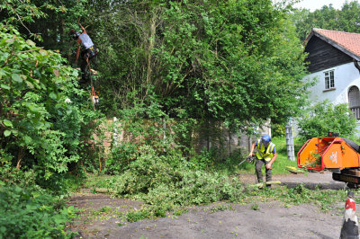 TreeSurgery280612_ 14.jpg