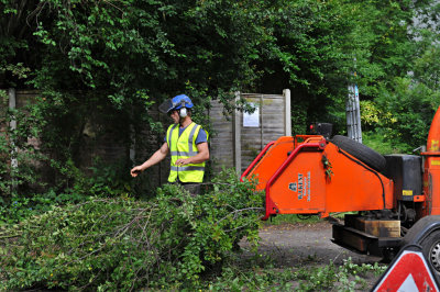 TreeSurgery280612_ 15.jpg