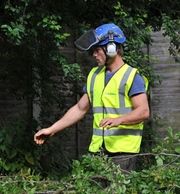 TreeSurgery280612_ 15b.jpg