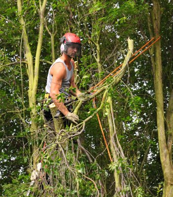 TreeSurgery280612_ 17b.jpg