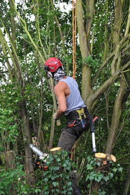 TreeSurgery280612_ 20.jpg