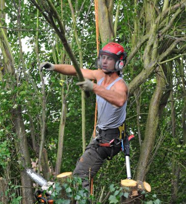 TreeSurgery280612_ 22.jpg