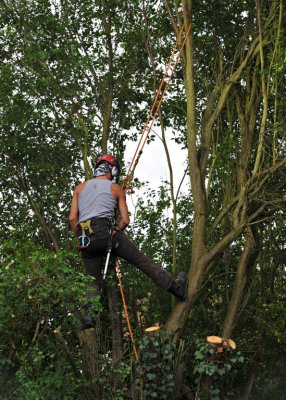 TreeSurgery280612_ 25.jpg