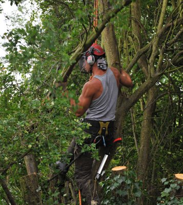 TreeSurgery280612_ 27.jpg