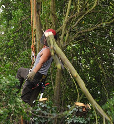 TreeSurgery280612_ 28.jpg
