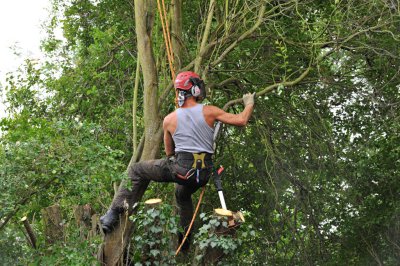 TreeSurgery280612_ 31.jpg