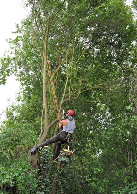 TreeSurgery280612_ 32.jpg