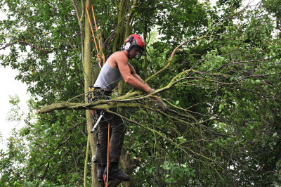 TreeSurgery280612_ 34.jpg