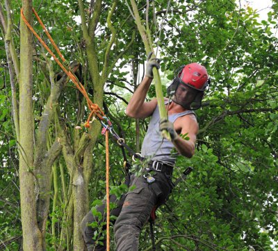TreeSurgery280612_ 36.jpg
