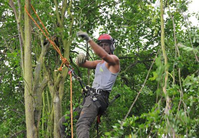 TreeSurgery280612_ 37.jpg