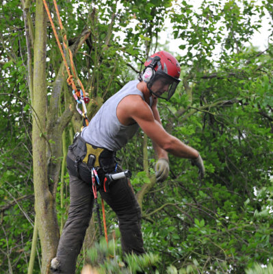 TreeSurgery280612_ 38.jpg