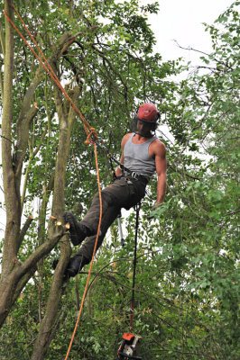 TreeSurgery280612_ 39.jpg