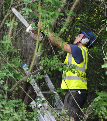TreeSurgery280612_ 41.jpg