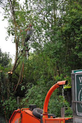 TreeSurgery280612_ 42.jpg