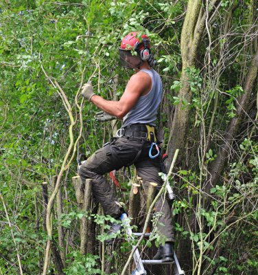 TreeSurgery280612_ 43.jpg