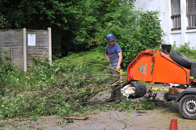 TreeSurgery280612_ 44.jpg