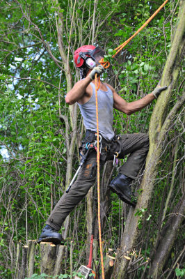 TreeSurgery280612_ 46.jpg