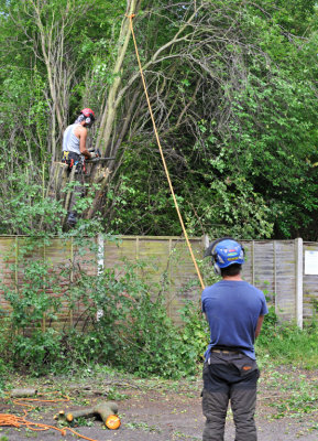 TreeSurgery280612_ 48.jpg