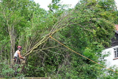 TreeSurgery280612_ 50.jpg