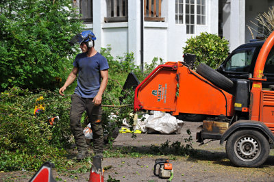 TreeSurgery280612_ 51.jpg
