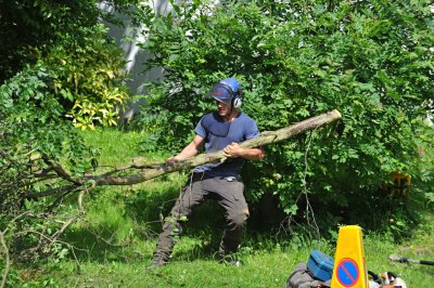 TreeSurgery280612_ 55.jpg