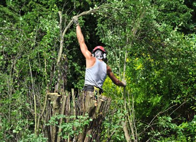 TreeSurgery280612_ 57.jpg