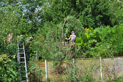 TreeSurgery280612_ 58.jpg