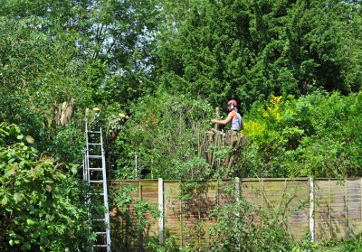 TreeSurgery280612_ 60.jpg