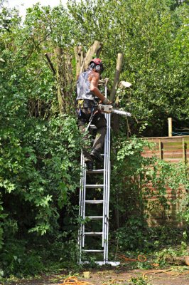 TreeSurgery280612_ 62.jpg