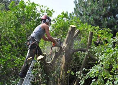 TreeSurgery280612_ 65.jpg