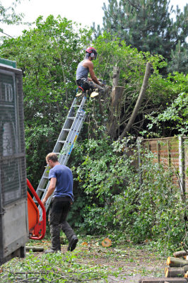 TreeSurgery280612_ 68.jpg