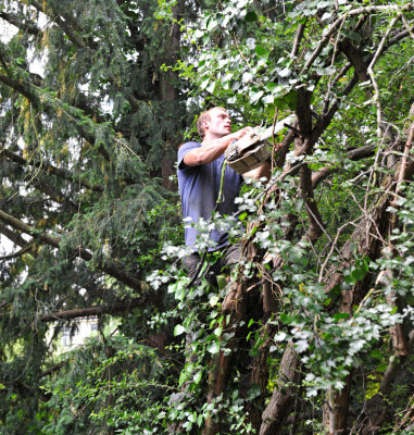TreeSurgery280612_ 71.jpg