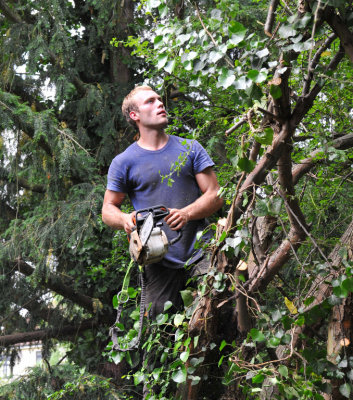 TreeSurgery280612_ 72.jpg