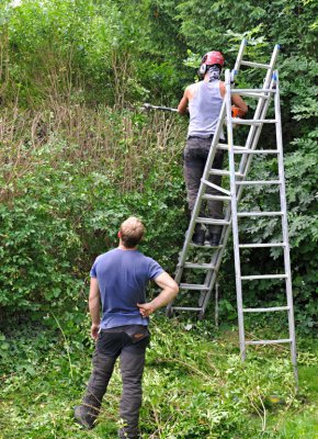 TreeSurgery280612_ 82.jpg