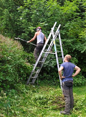 TreeSurgery280612_ 83.jpg