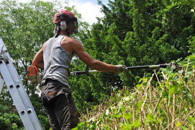 TreeSurgery280612_ 85.jpg