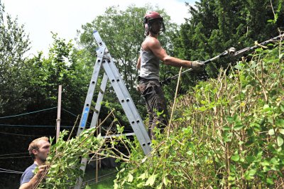 TreeSurgery280612_ 87.jpg