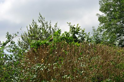 TreeSurgery280612_ 88.jpg