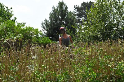 TreeSurgery280612_ 89.jpg