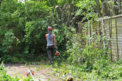 TreeSurgery280612_ 91.jpg