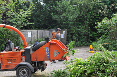 TreeSurgery280612_ 93.jpg